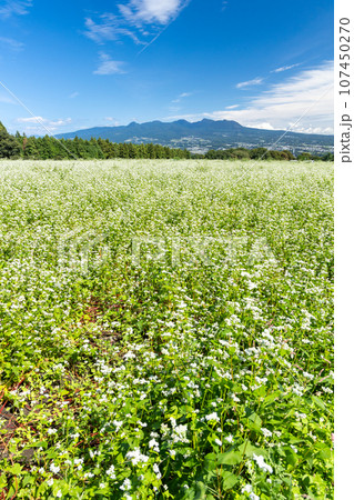 蕎麦畑と赤城さ山（縦） 107450270