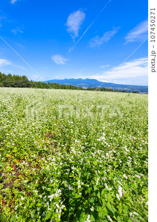 そばの花畑と赤城山(縦) そばの花畑と赤城山(縦) 107450271