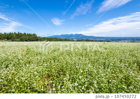 蕎麦畑と赤城山 107450272