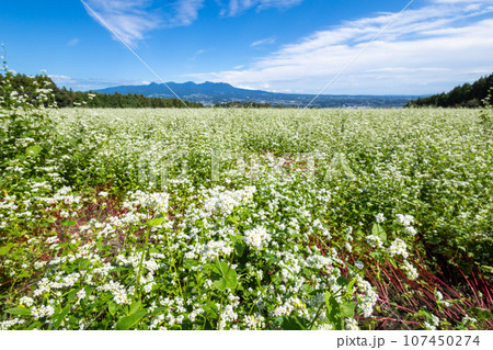 蕎麦の花畑と赤城山 107450274