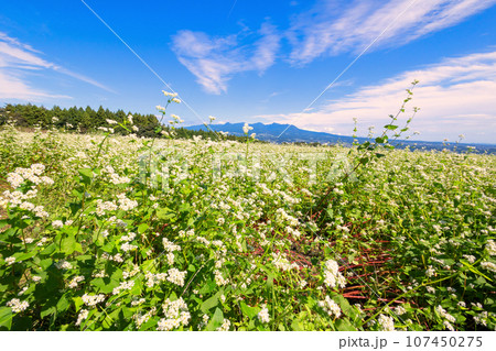 蕎麦の花と赤城山 107450275