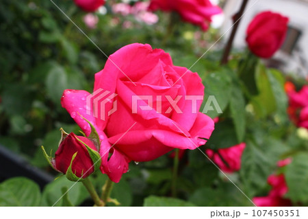 しっとりと赤いバラ 赤い薔薇 しっとりと赤いバラ 赤い薔薇 107450351