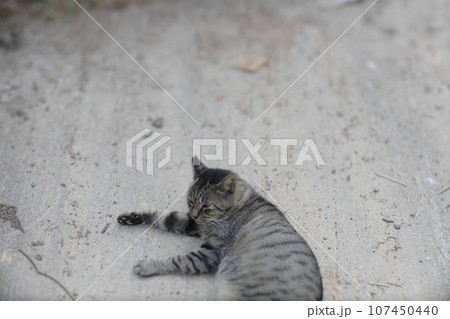 寝そべる猫 107450440