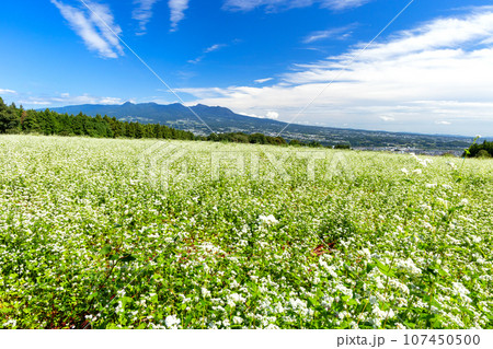 蕎麦の花咲く高原と赤城山 107450500