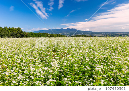 ソバの花畑と赤城山 ソバの花畑と赤城山 107450501