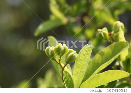 リキュウバイの青い実 107450512