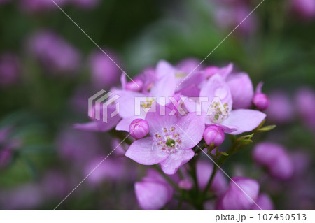 雨に濡れたボロニアの花と蕾 107450513