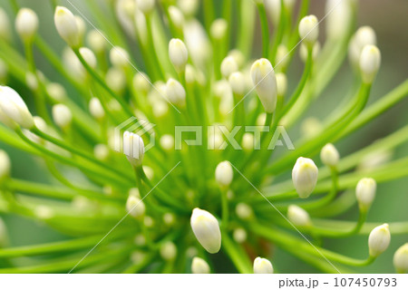 白花アガパンサスの蕾アップ（マクロレンズ使用・自然光・接写写真） 107450793