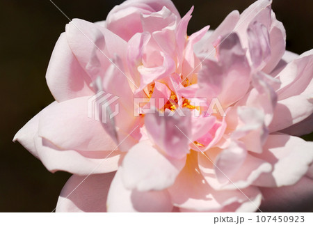 鮮やかな桜色のバラの花(マクロレンズ使用・自然光・接写写真) 鮮やかな桜色のバラの花(マクロレンズ使用・自然光・接写写真) 107450923