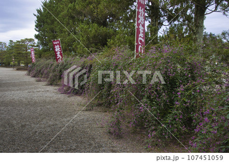 世界遺産 毛越寺 萩の花 岩手県平泉町 世界遺産 毛越寺 萩の花 岩手県平泉町 107451059
