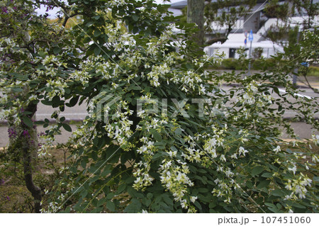 世界遺産 毛越寺 萩の花 岩手県平泉町 世界遺産 毛越寺 萩の花 岩手県平泉町 107451060