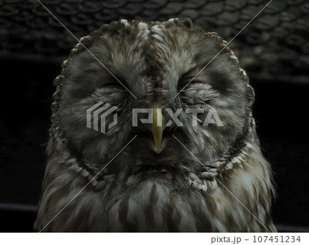 フクロウ フクロウ 107451234