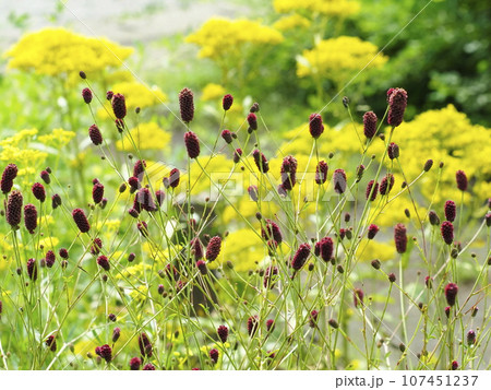 秋の花ワレモコウとオミナエシ 秋の花ワレモコウとオミナエシ 107451237