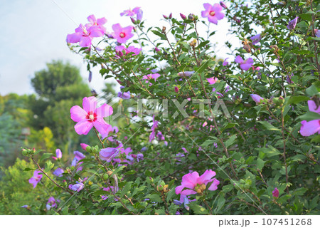 ピンク色のむくげの花 107451268