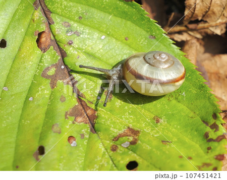 カタツムリ カタツムリ 107451421