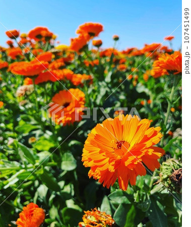 青空に映えるオレンジ色の花 107451499