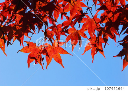 かえでの紅葉のクローズアップ 【青空背景】 107451644