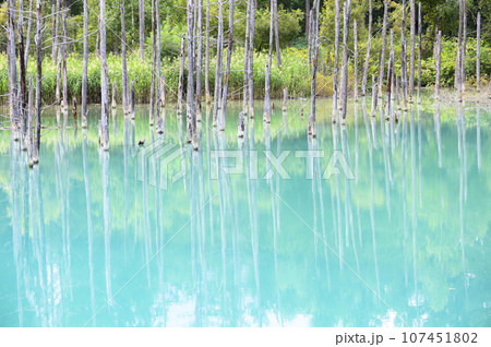 北海道 美瑛の「白金青い池」 北海道 美瑛の「白金青い池」 107451802