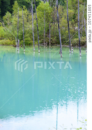 北海道 美瑛の「白金青い池」 北海道 美瑛の「白金青い池」 107451805