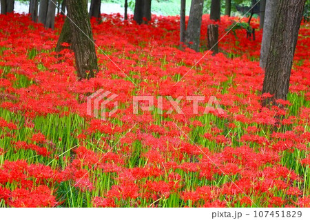 巾着田曼殊沙華公園の一面に広がる彼岸花の風景 107451829
