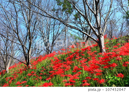 【香川県】お彼岸の(宝山湖・香川用水調整池)の周辺に咲く真っ赤な彼岸花 【香川県】お彼岸の(宝山湖・香川用水調整池)の周辺に咲く真っ赤な彼岸花 107452047