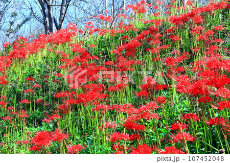 【香川県】お彼岸の(宝山湖・香川用水調整池)の周辺に咲く真っ赤な彼岸花 【香川県】お彼岸の(宝山湖・香川用水調整池)の周辺に咲く真っ赤な彼岸花 107452048