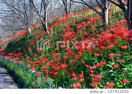 【香川県】お彼岸の(宝山湖・香川用水調整池)の周辺に咲く真っ赤な彼岸花 【香川県】お彼岸の(宝山湖・香川用水調整池)の周辺に咲く真っ赤な彼岸花 107452050