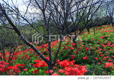 【香川県】お彼岸の（宝山湖・香川用水調整池）の周辺に咲く真っ赤な彼岸花 107452057