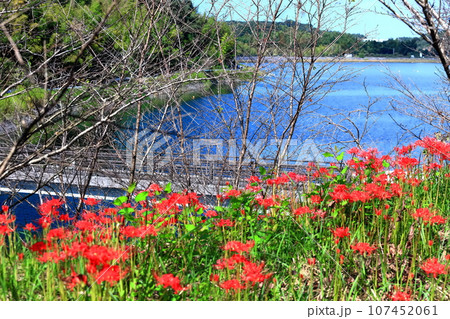 【香川県】お彼岸の（宝山湖・香川用水調整池）の周辺に咲く真っ赤な彼岸花 107452061