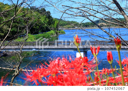 【香川県】お彼岸の(宝山湖・香川用水調整池)の周辺に咲く真っ赤な彼岸花 【香川県】お彼岸の(宝山湖・香川用水調整池)の周辺に咲く真っ赤な彼岸花 107452067