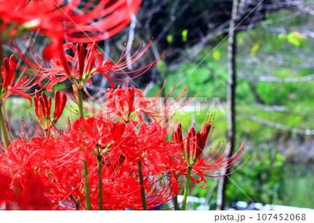 【香川県】お彼岸の（宝山湖・香川用水調整池）の周辺に咲く真っ赤な彼岸花 107452068