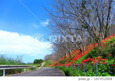 【香川県】お彼岸の(宝山湖・香川用水調整池)の周辺に咲く真っ赤な彼岸花 【香川県】お彼岸の(宝山湖・香川用水調整池)の周辺に咲く真っ赤な彼岸花 107452069