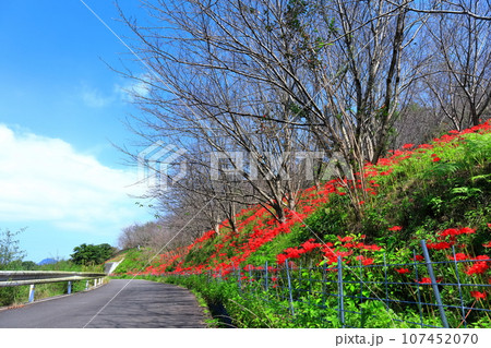 【香川県】お彼岸の(宝山湖・香川用水調整池)の周辺に咲く真っ赤な彼岸花 【香川県】お彼岸の(宝山湖・香川用水調整池)の周辺に咲く真っ赤な彼岸花 107452070