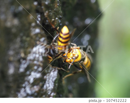 オオスズメバ 107452222