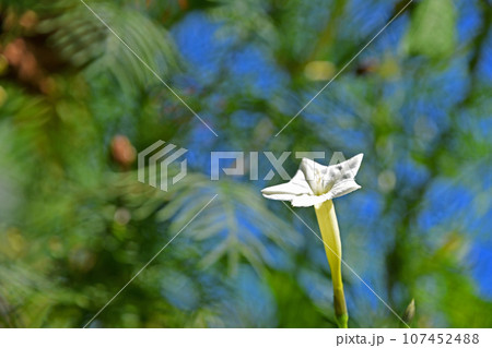 ルコウソウ（縷紅草） 107452488