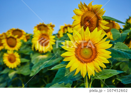 Yellow sunflowers close up of seeds under blue sky Yellow sunflowers close up of seeds under blue sky 107452602
