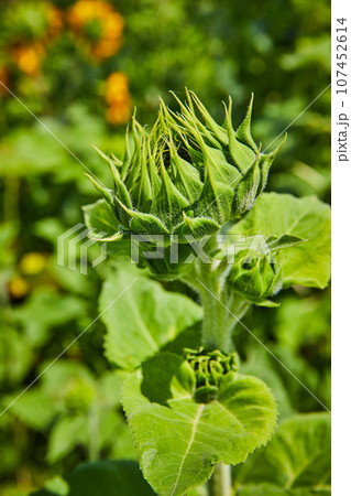 Detailed close up of green sunflower bud before blooming Detailed close up of green sunflower bud before blooming 107452614