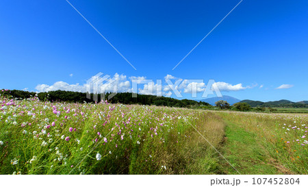 岩手山を望むコスモス畑　岩手県　御所湖広域公園 107452804