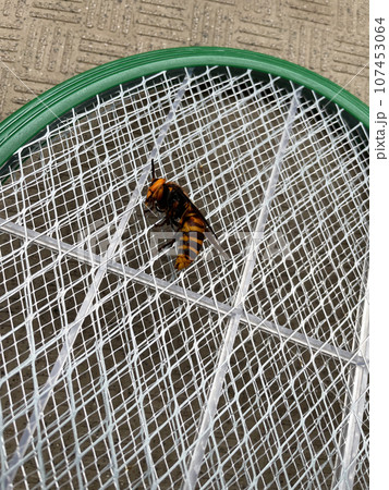 殺虫ラケットに捕獲されたスズメバチ 殺虫ラケットに捕獲されたスズメバチ 107453064