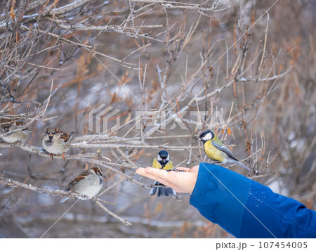 A tit sits on a man's hand and eats seeds. 107454005