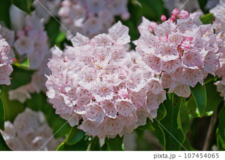 白いカルミアの花（春、五月） 107454065
