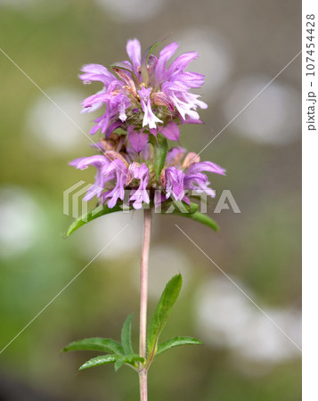 レモンベルガモットの花 107454428