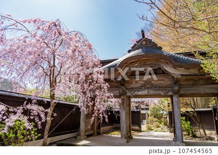 山形県山形市　山寺と通称される立石寺の抜芳門と春のしだれ桜 107454565