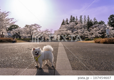 山形県米沢市 春の米沢城址と松が岬公園を散歩する白い子犬 山形県米沢市 春の米沢城址と松が岬公園を散歩する白い子犬 107454607