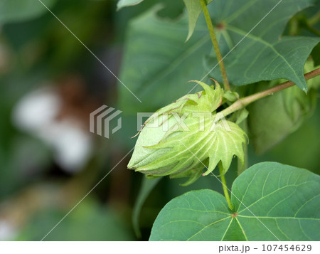 リクチメン 107454629