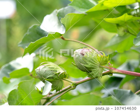 リクチメン 107454630