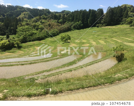 大山千枚田の棚田の中で枝を広げる新緑の樹 大山千枚田の棚田の中で枝を広げる新緑の樹 107454678