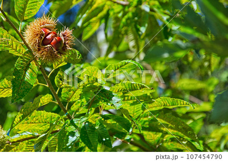 山栗 山栗 107454790