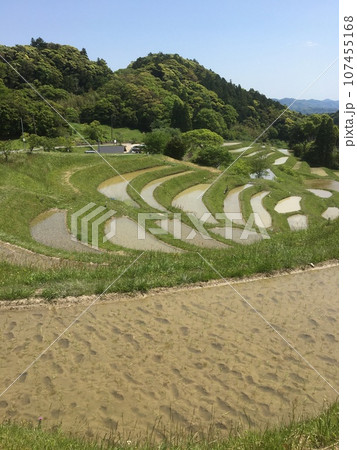 昼前の大山千枚田、水の張った棚田、遠景に清澄連山。 107455168