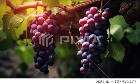 Ripening of red vines for wine production Ripening of red vines for wine production 107455377